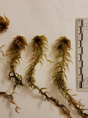 Sphagnum jensenii