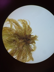 Sphagnum jensenii