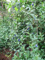 Rotheca caerulea