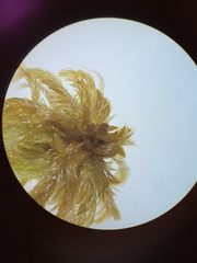 Sphagnum jensenii