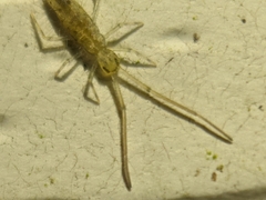 Salininae