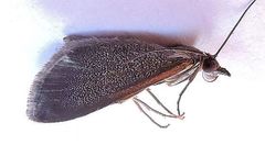 Pyrausta demantrialis