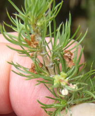 Cliffortia paucistaminea australis
