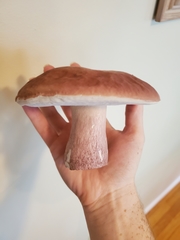 Boletus separans