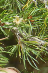 Cliffortia paucistaminea australis