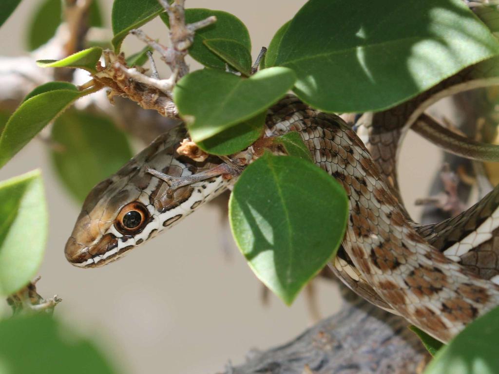 Leopard Grass Snake