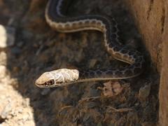 Psammophis leopardinus