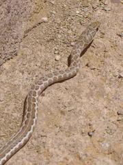 Psammophis leopardinus