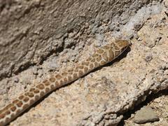 Psammophis leopardinus
