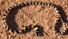 Homoroselaps lacteus