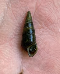 Pleurocera attenuata