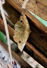 Eulepidotinae