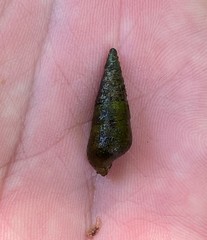 Pleurocera attenuata