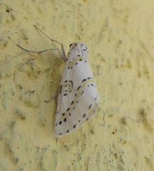 Philtraea paucimacula