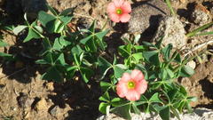 Oxalis stenorrhyncha