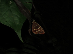 Oxeoschistus simplex