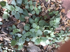 Urtica chamaedryoides