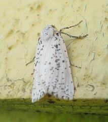 Eucaterva variaria