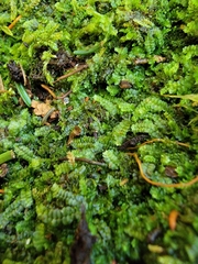 Calypogeia integristipula