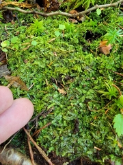 Calypogeia integristipula