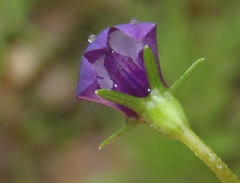 Monopsis simplex