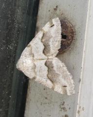 Macaria pallipennata