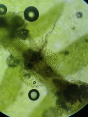 Calypogeia integristipula
