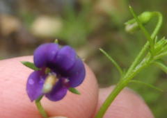 Monopsis simplex