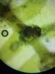 Calypogeia integristipula