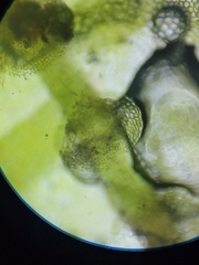 Calypogeia integristipula