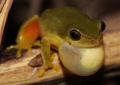 Hyperolius tuberilinguis