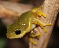 Hyperolius tuberilinguis