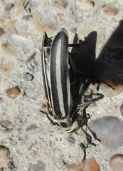 Epicauta atrivittata