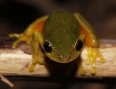 Hyperolius tuberilinguis