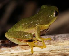 Hyperolius tuberilinguis