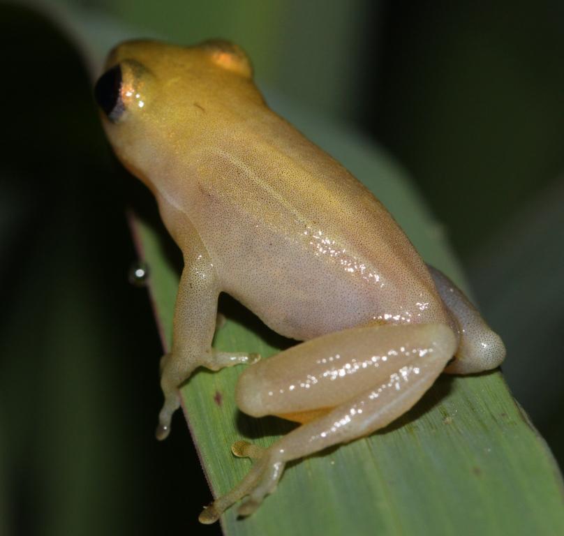 Pickersgill's Reed Frog