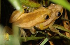 Afrixalus fornasini