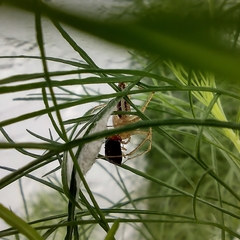 Oxyopes