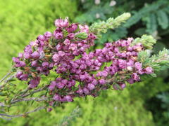 Erica grata