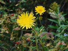 Sonchus palustris