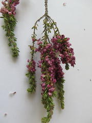 Erica grata
