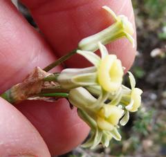 Tulbaghia dregeana