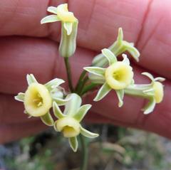 Tulbaghia dregeana