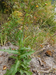 Sonchus palustris