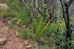 Notobubon ferulaceum