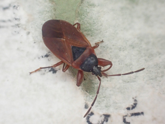 Gastrodes pacificus
