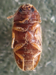 Typhaea stercorea