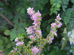 Erica similis