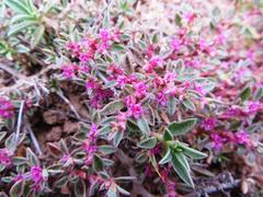 Aizoon portulacaceum