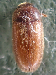Typhaea stercorea